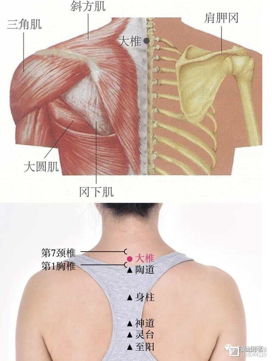督脉西医叫什么__督脉别络的分布