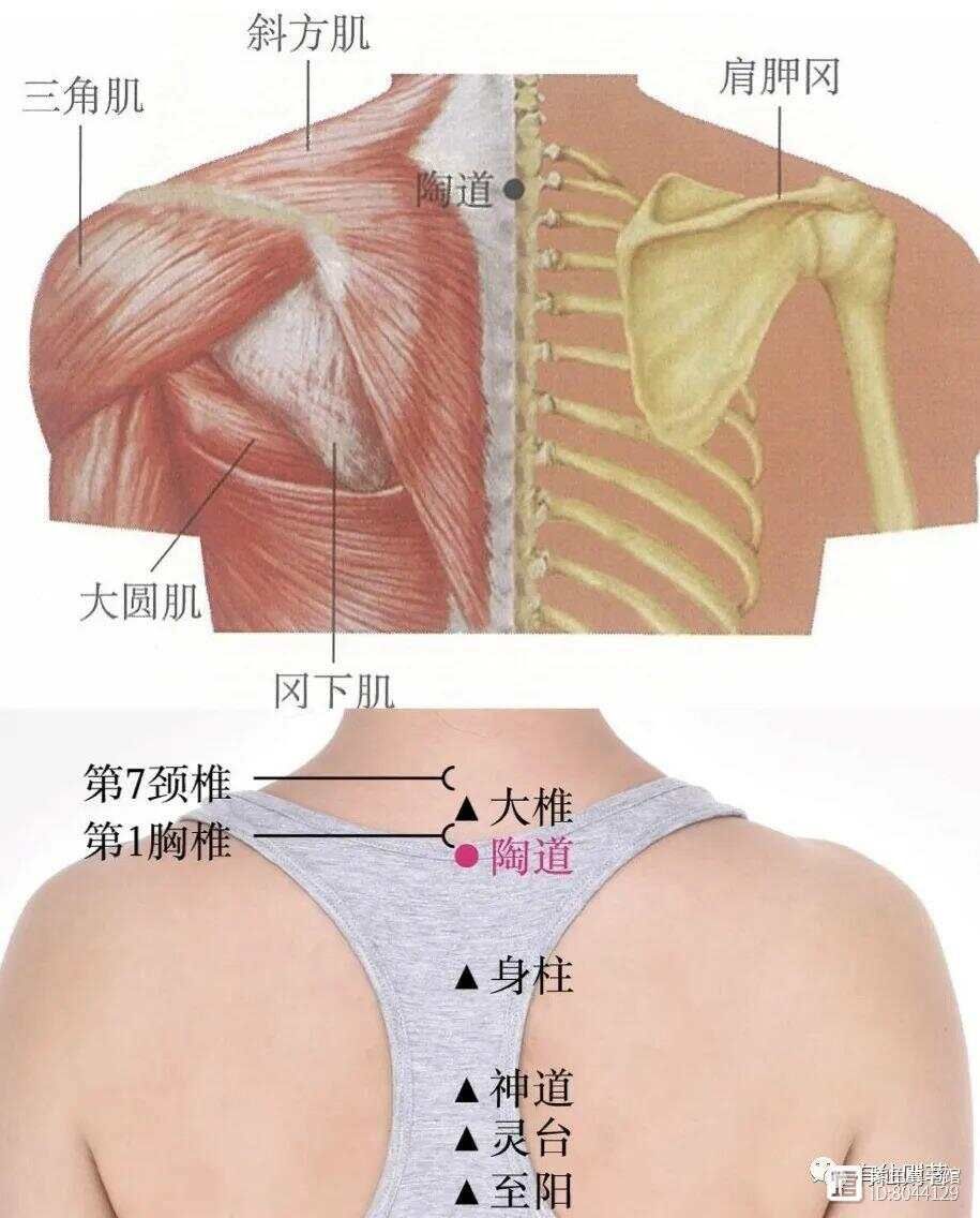 _督脉西医叫什么_督脉别络的分布
