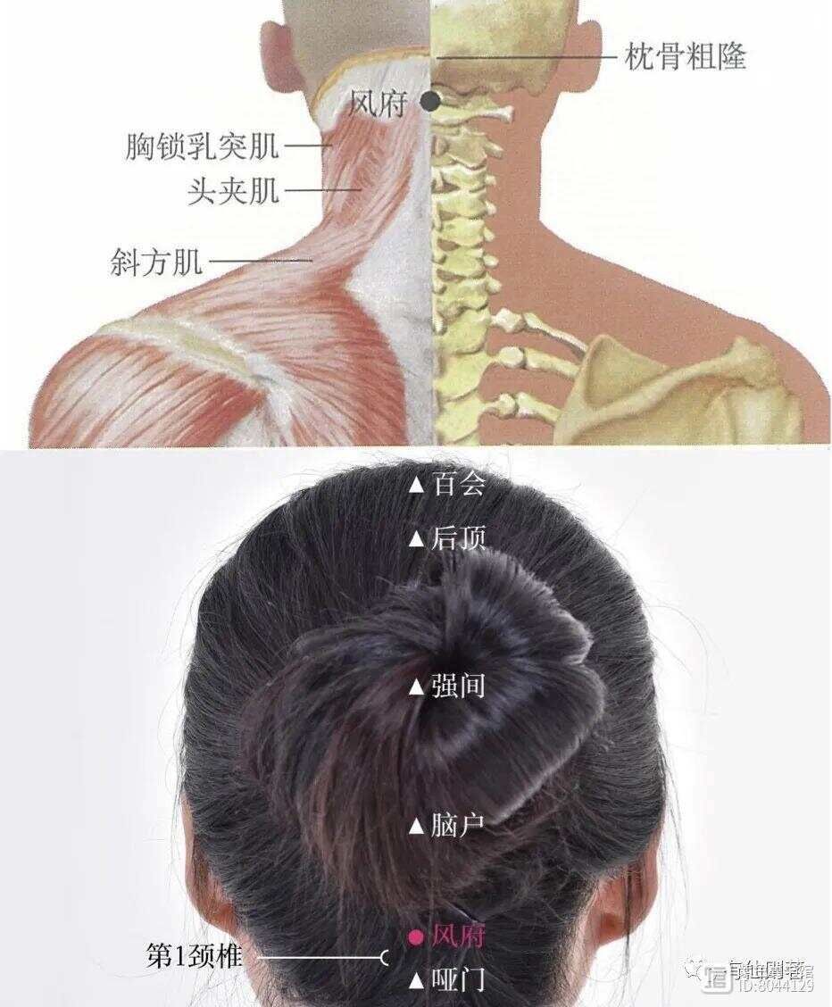 _督脉别络的分布_督脉西医叫什么