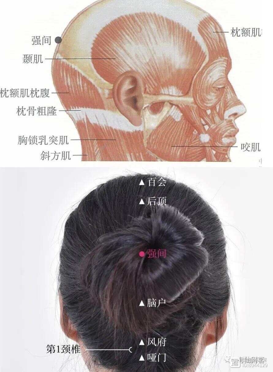 督脉别络的分布__督脉西医叫什么