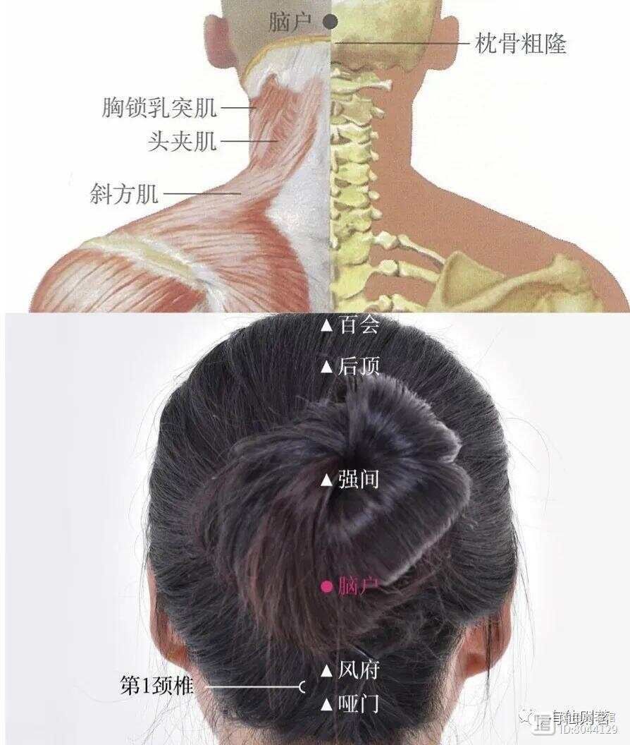_督脉西医叫什么_督脉别络的分布