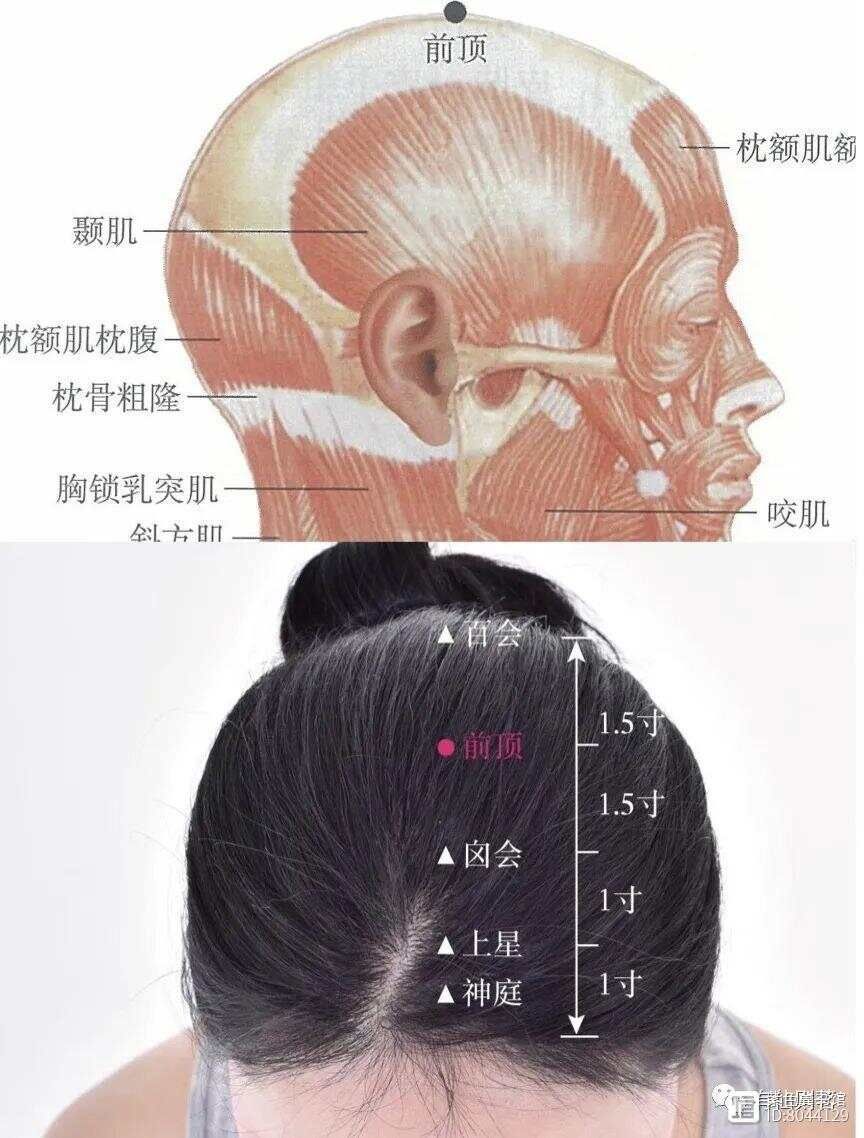 督脉西医叫什么_督脉别络的分布_