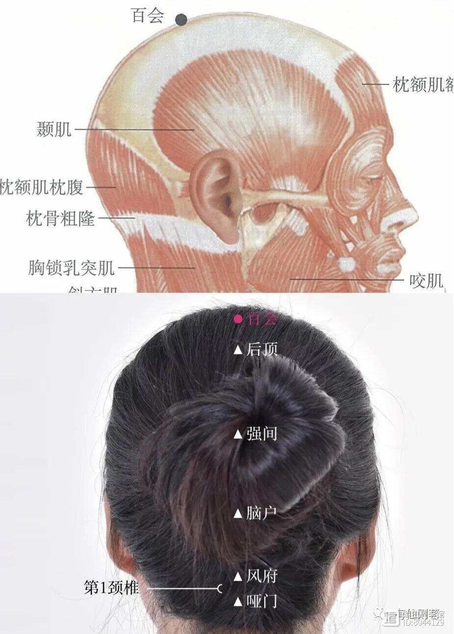 _督脉西医叫什么_督脉别络的分布