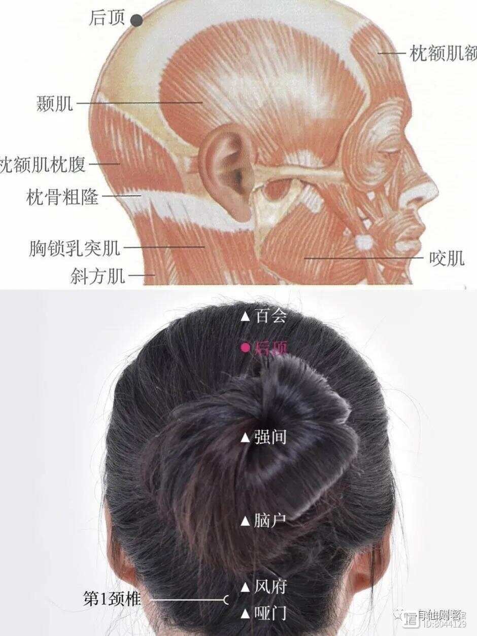 督脉西医叫什么__督脉别络的分布