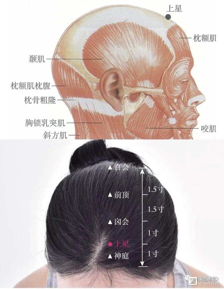 督脉别络的分布_督脉西医叫什么_