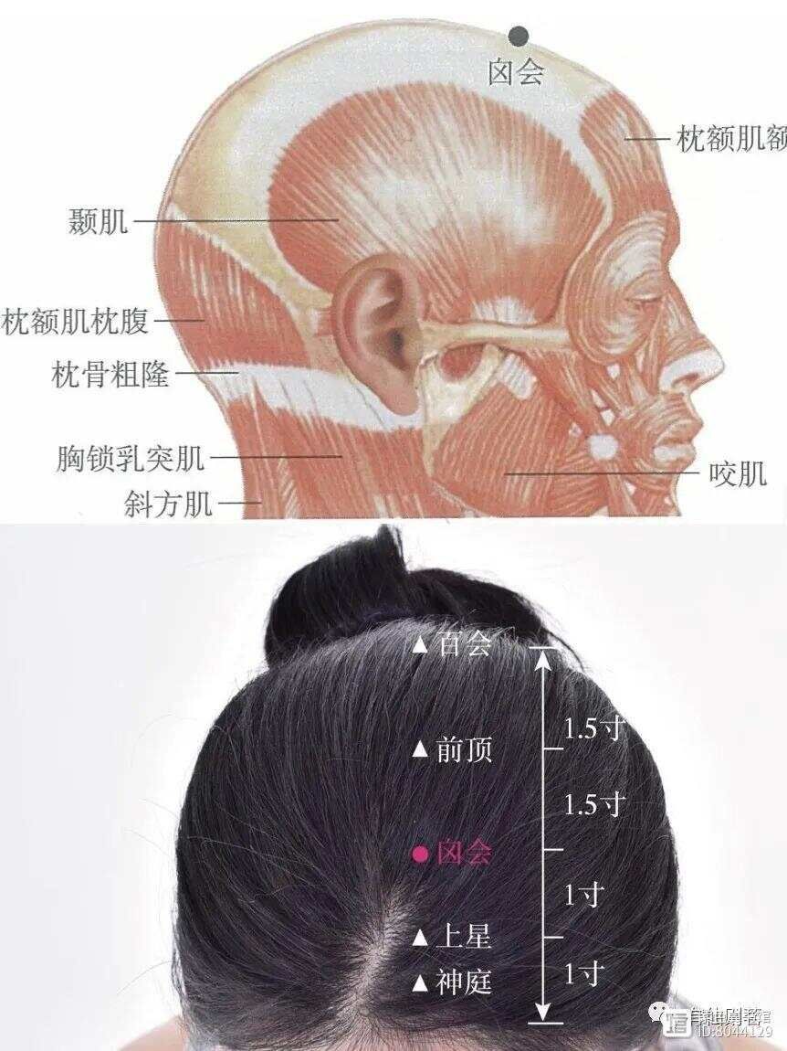 督脉西医叫什么__督脉别络的分布