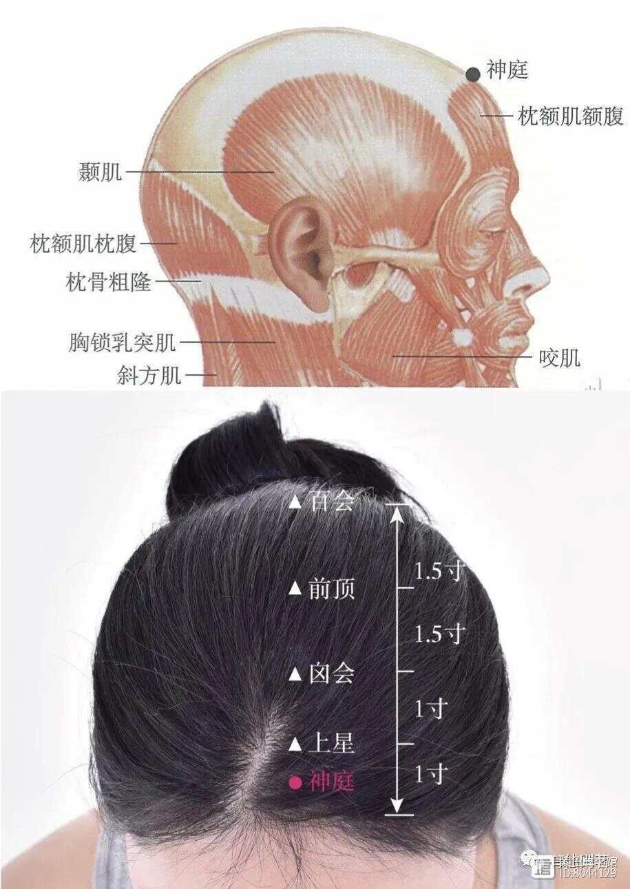 督脉别络的分布_督脉西医叫什么_