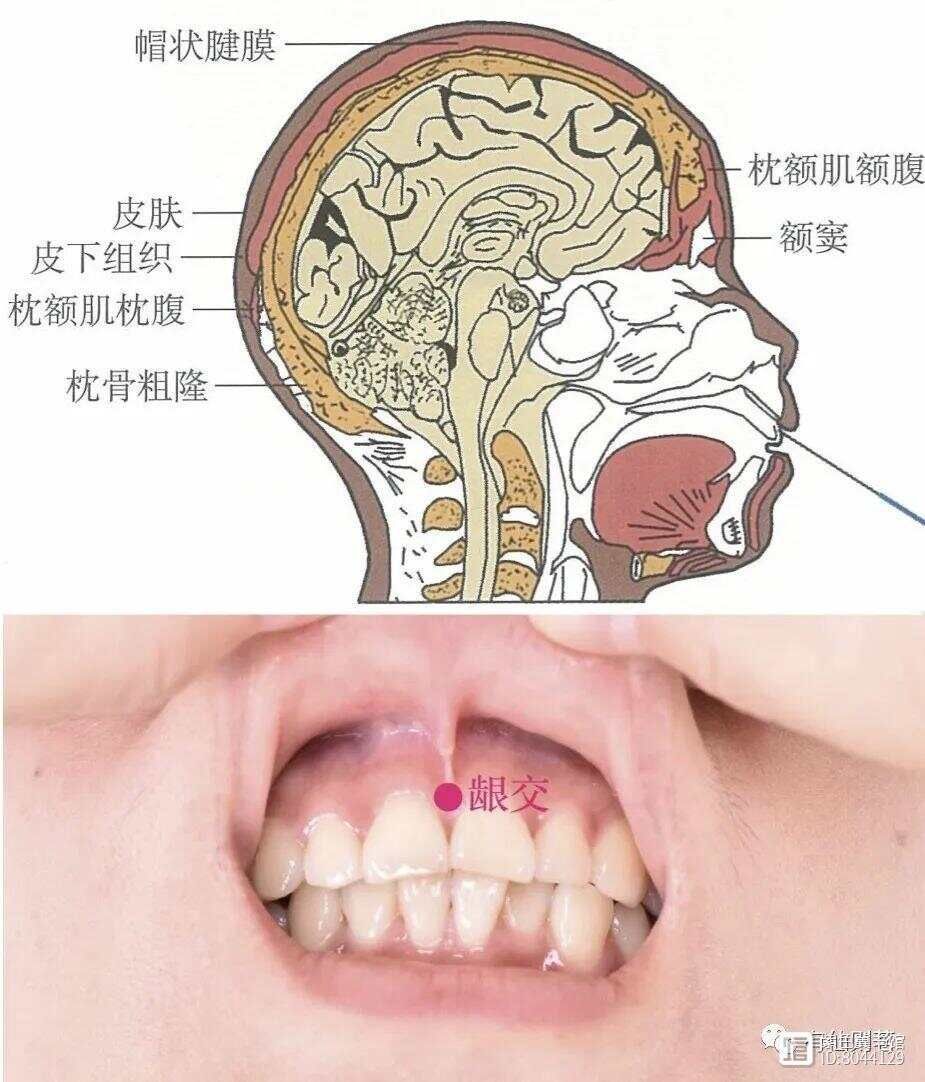 督脉别络的分布__督脉西医叫什么