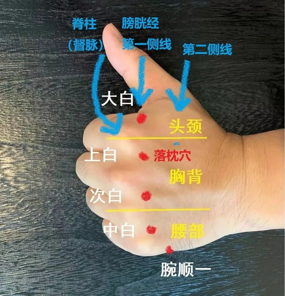 董氏落枕_落枕董针_