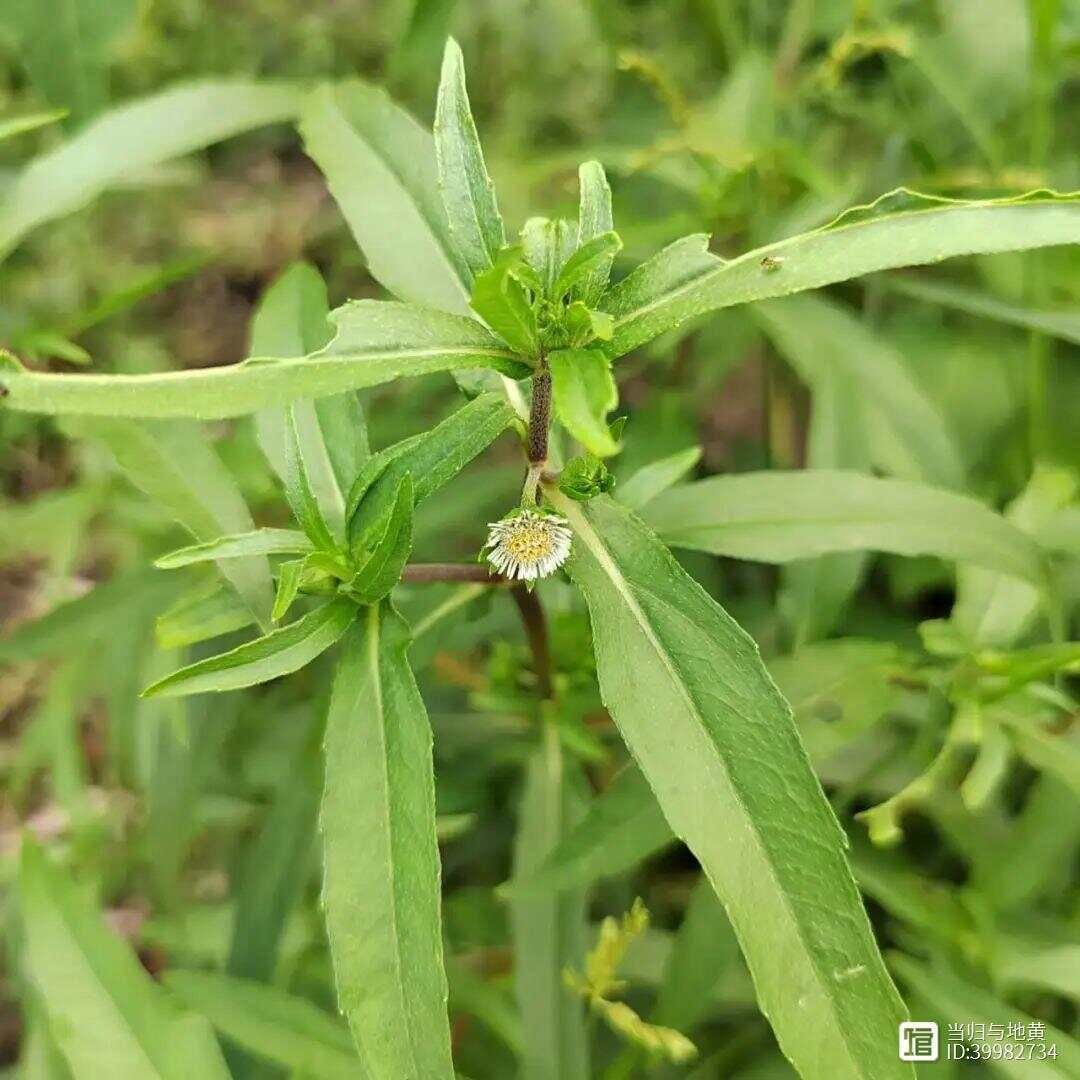 白发变黑中成药__白头发变黑的中药方