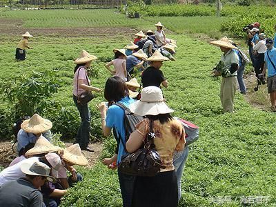 8年滑膜炎，花了十几万！没想到一把野草治好了，64岁大爷健步如飞