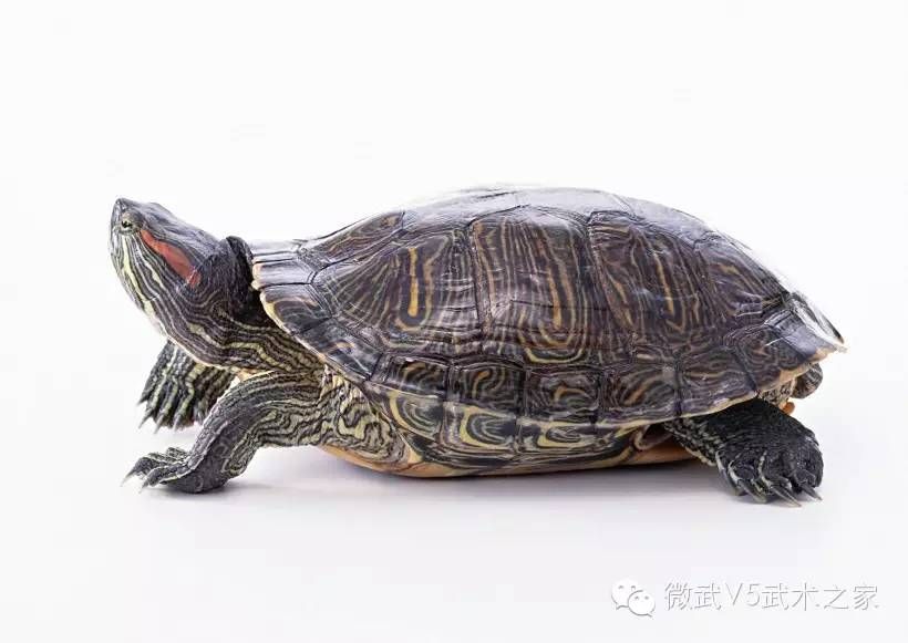 _武当乌龟_武当龟息功图解