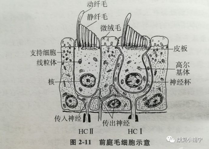 前庭传入神经__前庭神经传导通路