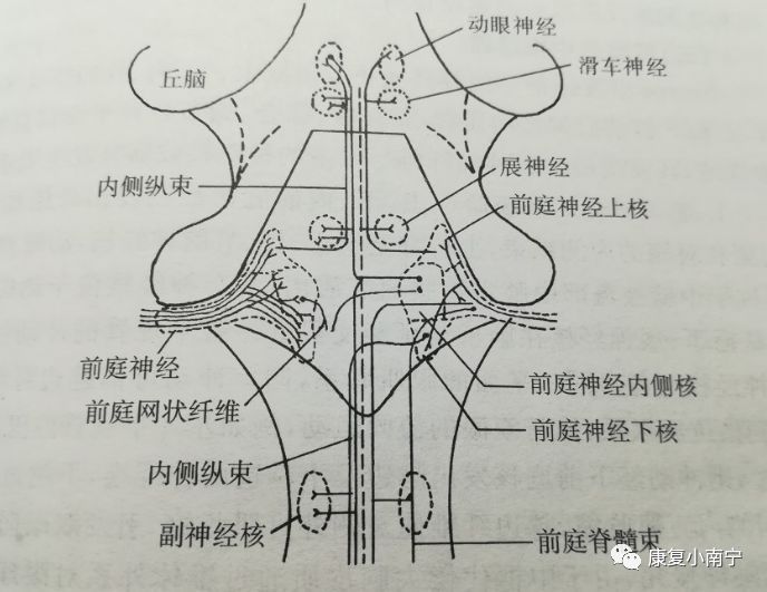 前庭神经传导通路_前庭传入神经_