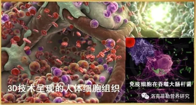 _癌症是长期缺乏营养导致_癌症营养过剩