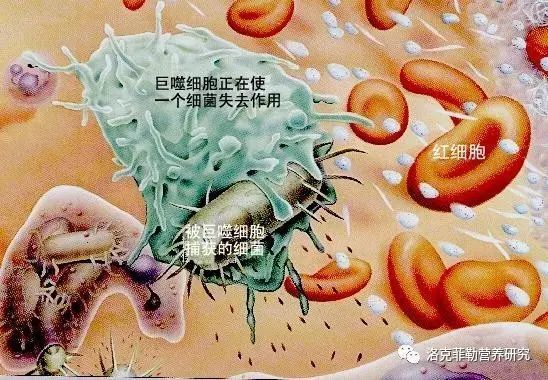 癌症营养过剩__癌症是长期缺乏营养导致