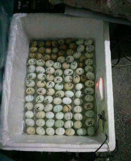 鹌鹑蛋孵化教程(适用于各个品种的鹌鹑)