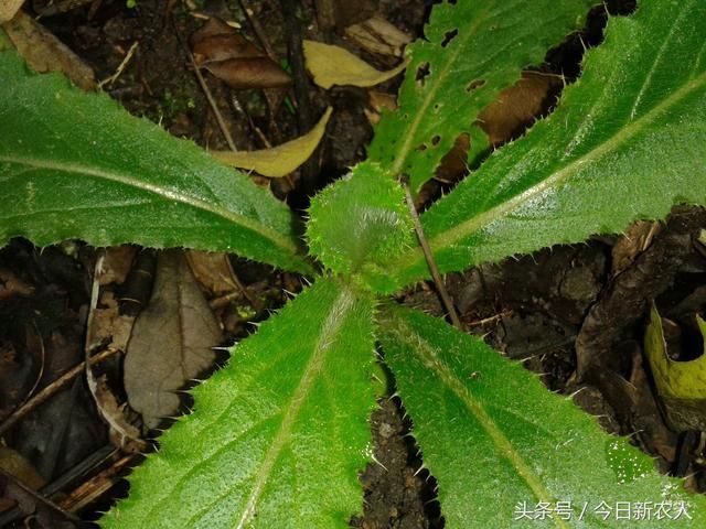 农村路旁的这3种野草，是非常好的中草药