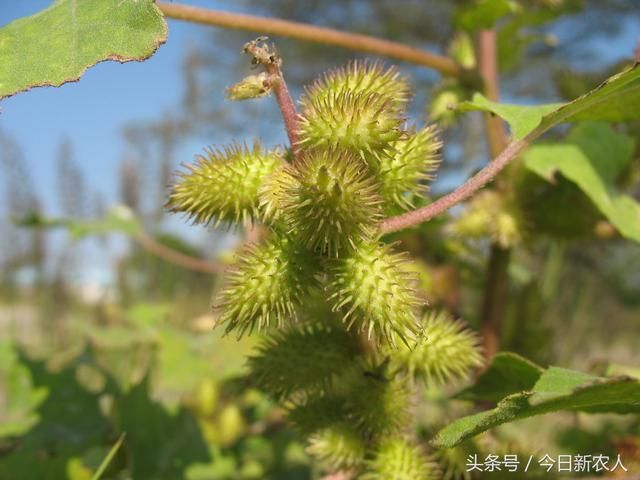 农村路旁的这3种野草，是非常好的中草药