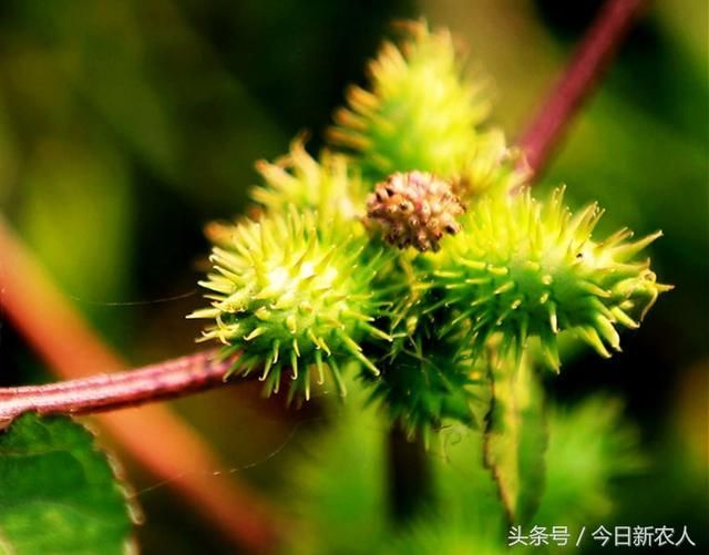 农村路旁的这3种野草，是非常好的中草药