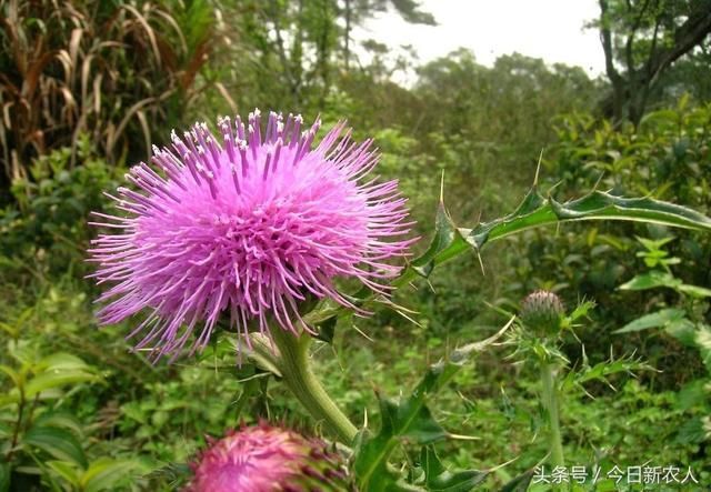 农村路旁的这3种野草，是非常好的中草药
