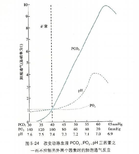 _呼吸运动调节反射弧_呼吸系统的神经反射性调节