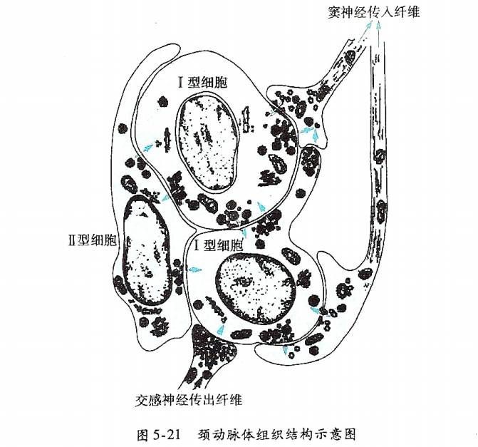 呼吸系统的神经反射性调节_呼吸运动调节反射弧_