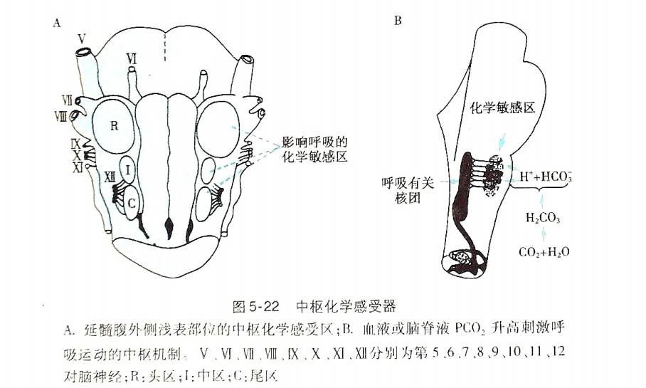 呼吸系统的神经反射性调节__呼吸运动调节反射弧
