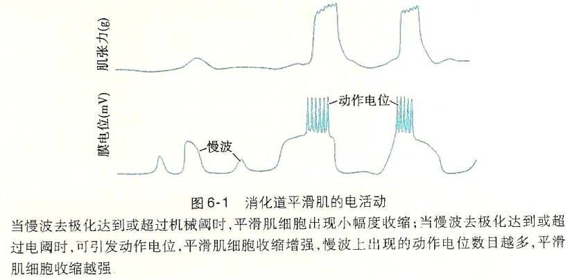 _消化生理概述思维导图_生理学┃消化生理概述