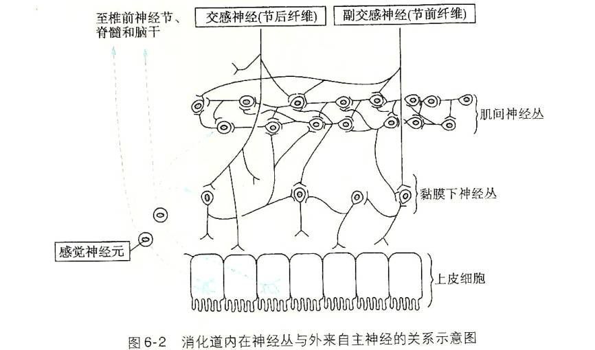 _消化生理概述思维导图_生理学┃消化生理概述