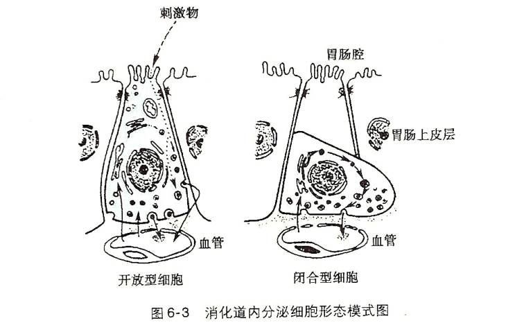 生理学┃消化生理概述__消化生理概述思维导图