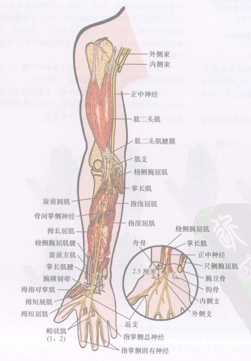 _正中神经ppt_正中神经检查实验