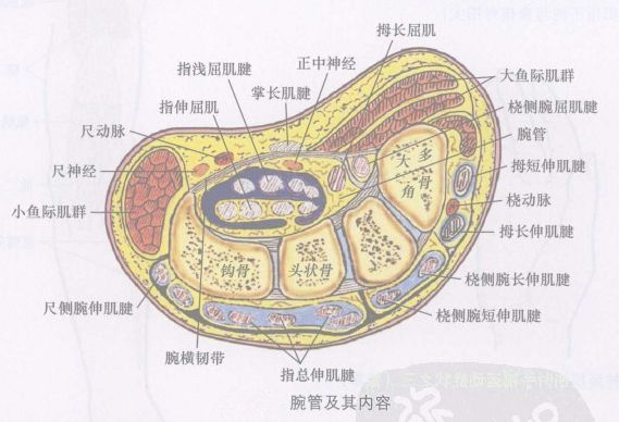 正中神经检查实验_正中神经ppt_