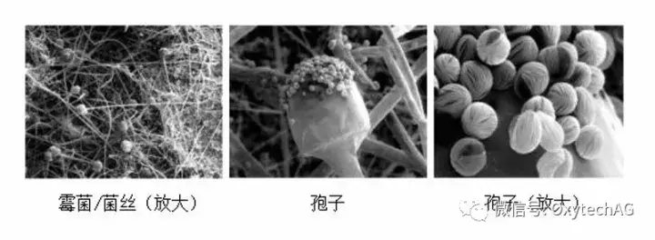 霉菌 霉菌孢子污染防治有效方法及最佳控制解决方案