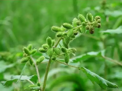 _苍耳草功效_苍耳草的药用价值