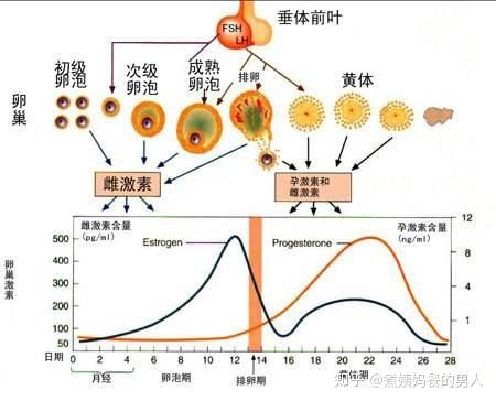 大姨妈结束后第一天安全期内射会怀孕吗？