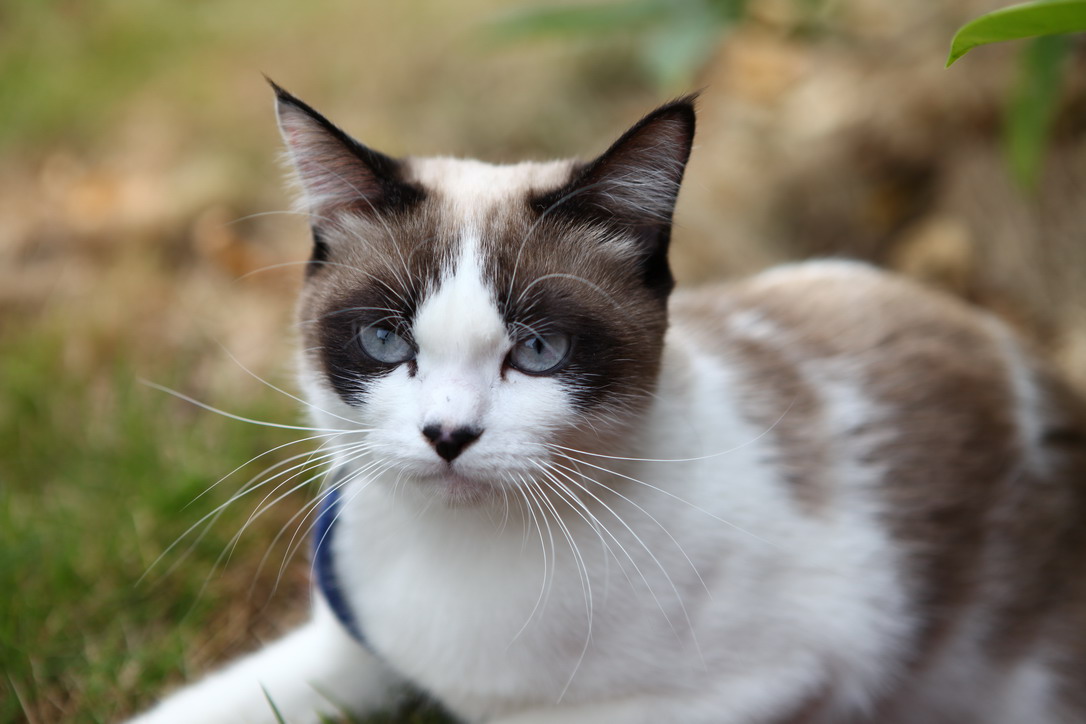 猫母绝育后还会跟公猫交配吗_母猫绝育_猫母绝育3D手术视频教程