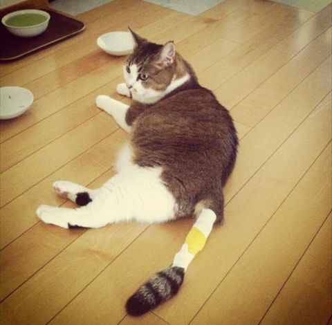 母猫绝育_猫母绝育3D手术视频教程_猫母绝育后还会跟公猫交配吗
