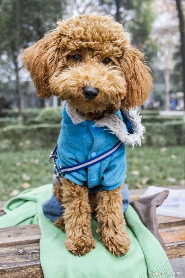 泰迪犬_贵宾犬泰迪_犬泰迪喝什么羊奶粉好