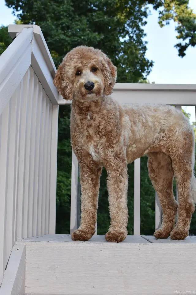 泰迪犬_贵宾犬泰迪_犬泰迪喝什么羊奶粉好