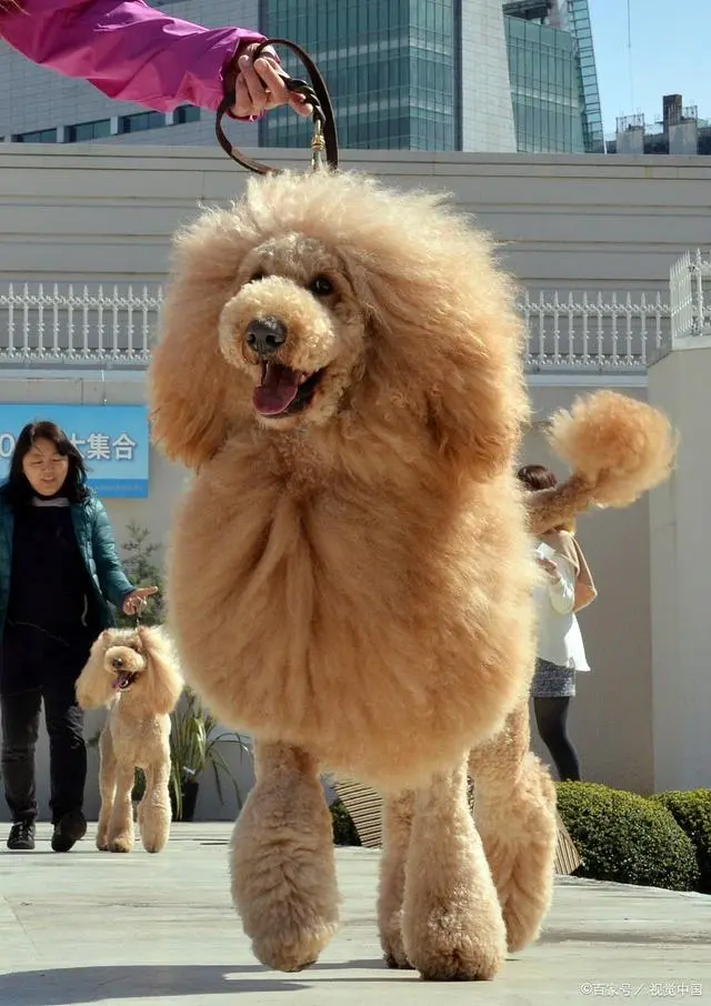 犬泰迪喝什么羊奶粉好_泰迪犬_贵宾犬泰迪