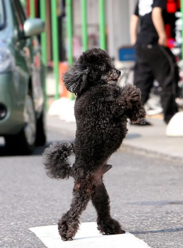 犬泰迪喝什么羊奶粉好_贵宾犬泰迪_泰迪犬