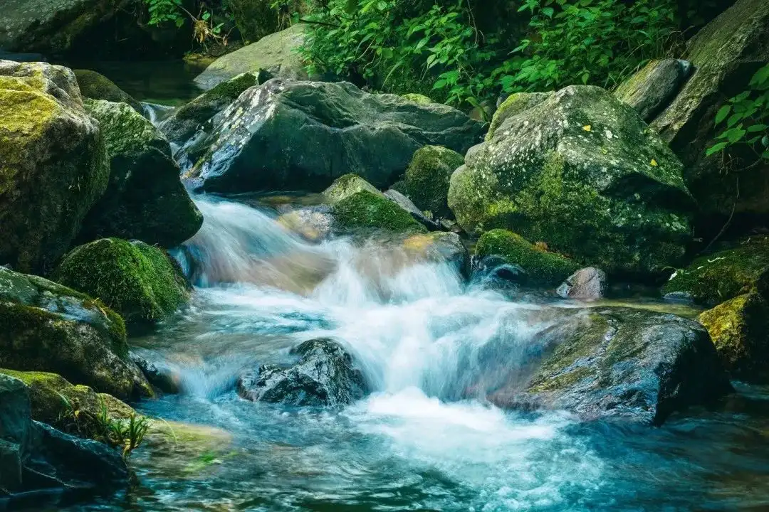 消除胆结石，仲景名方有奇效