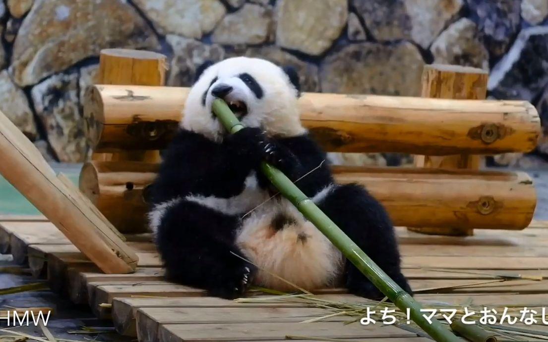 日媒：大熊猫“香香”回国半年，日本记者赴雅安“探亲”