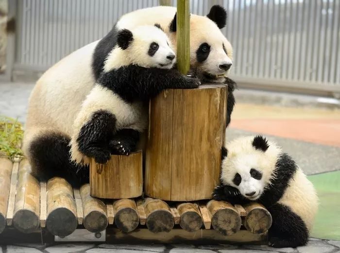 日媒：大熊猫“香香”回国半年，日本记者赴雅安“探亲”