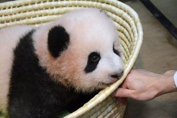 在日本堪比顶流明星的大熊猫“香香”即将回国，“滚滚”还在哪些国家圈粉？