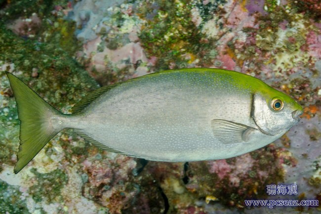 褐蓝子鱼(Siganus fuscescens)