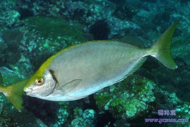 褐蓝子鱼(Siganus fuscescens)