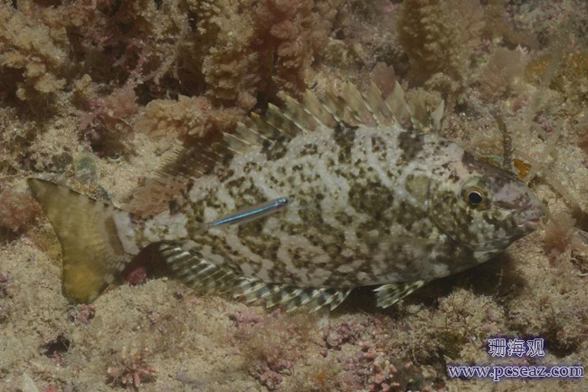 04 species_3c_576cc085c617e.w1300.h866.JPG