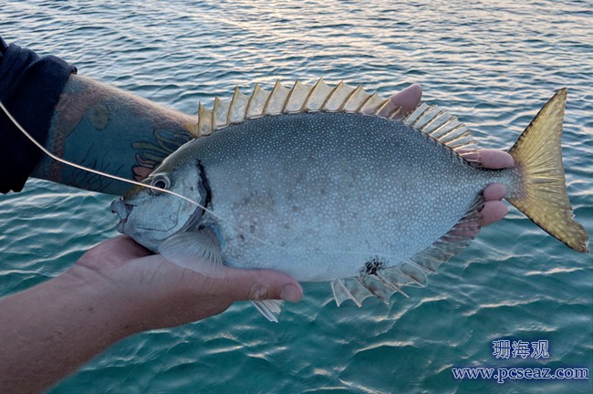 05 SiganFuscesclhimarinepark.jpg